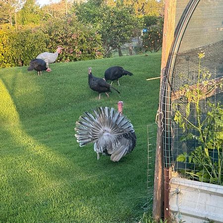Bird Song Farm Hotel Hat Head Ngoại thất bức ảnh